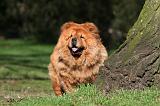 CHOW CHOW 594
